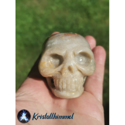 PETRIFIED CORAL SKULL