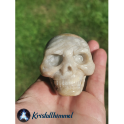 PETRIFIED CORALLE SKULL