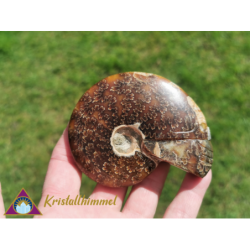 AMMONITE SKULL