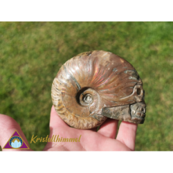 AMMOLITE SKULL